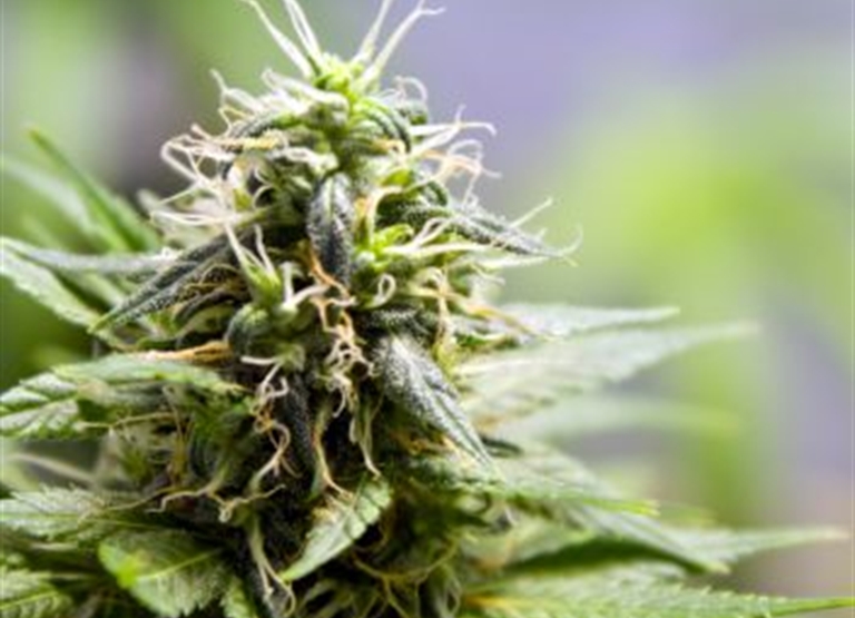 ¿Por qué humidificar para marihuana medicinal?